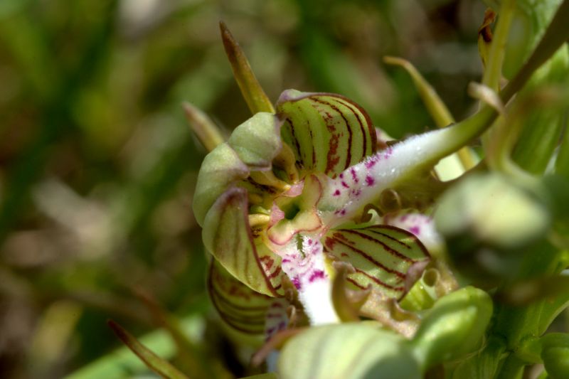 Lusus di Himantoglossum hircinum