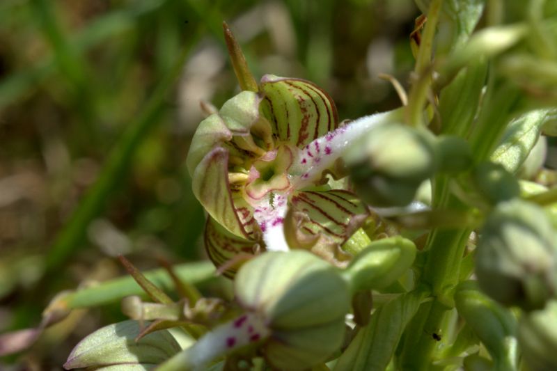 Lusus di Himantoglossum hircinum