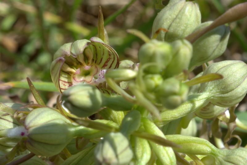 Lusus di Himantoglossum hircinum