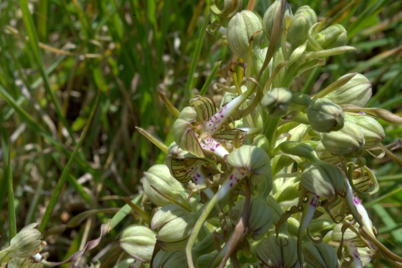 Lusus di Himantoglossum hircinum