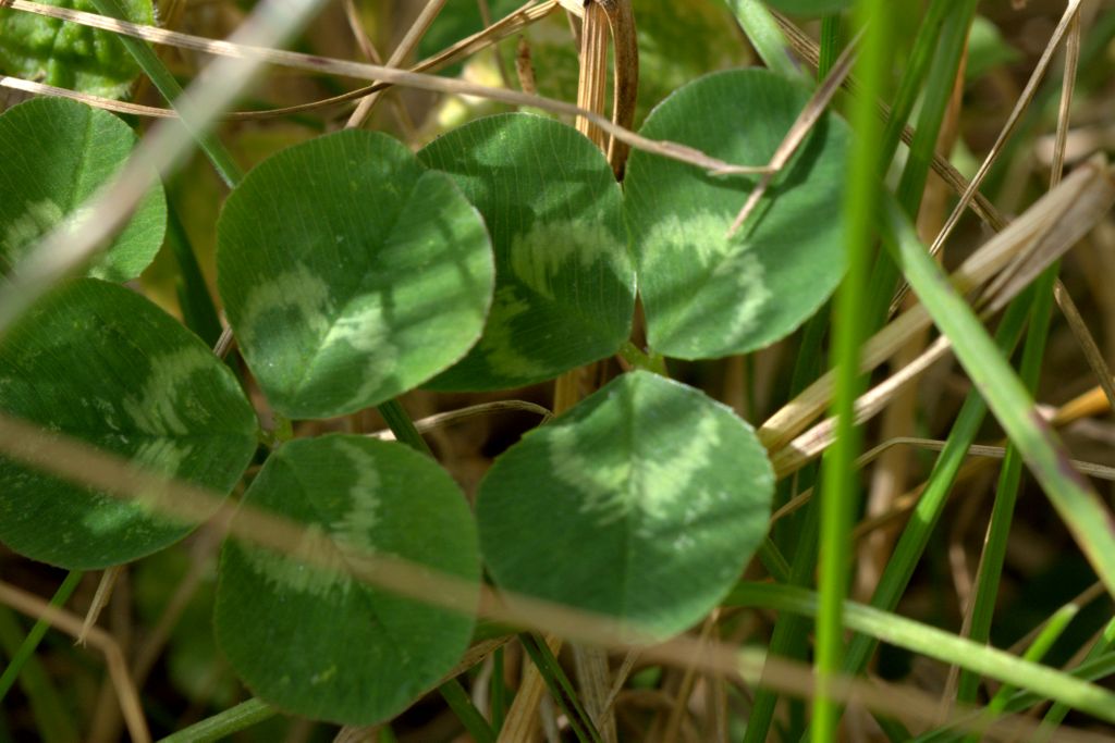 Trifolium repens