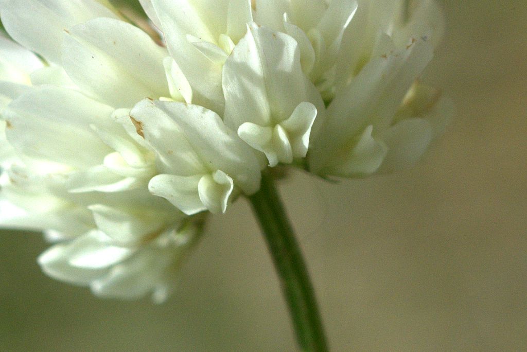 Trifolium repens