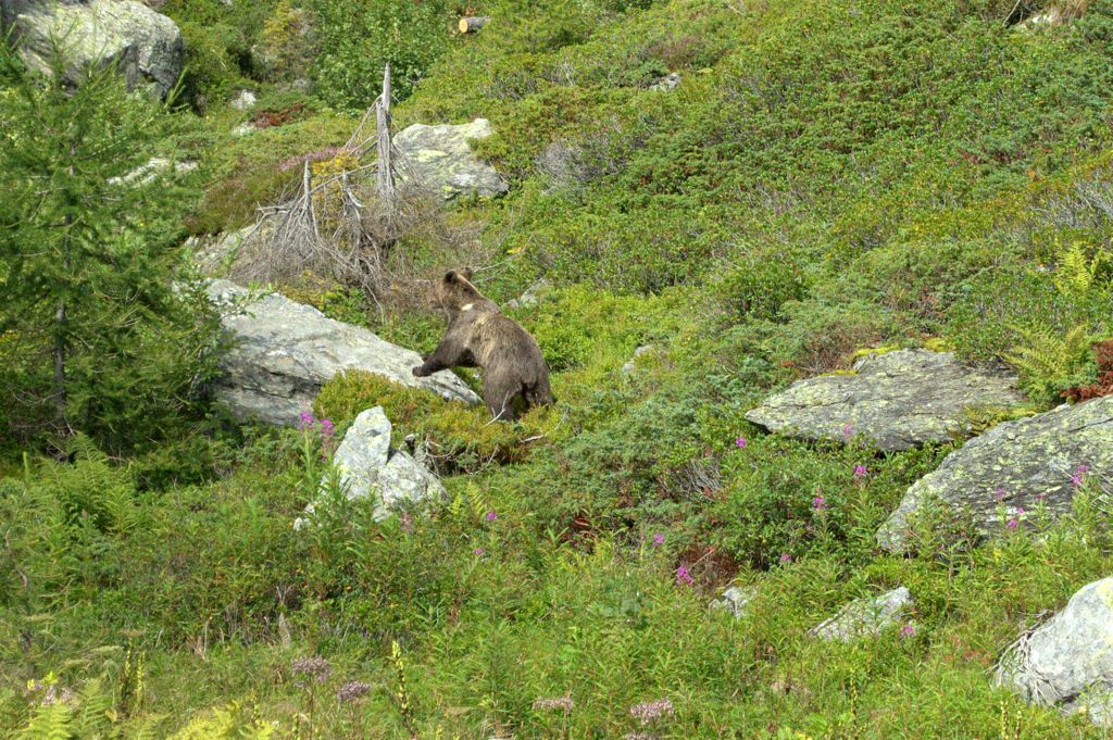 Orso