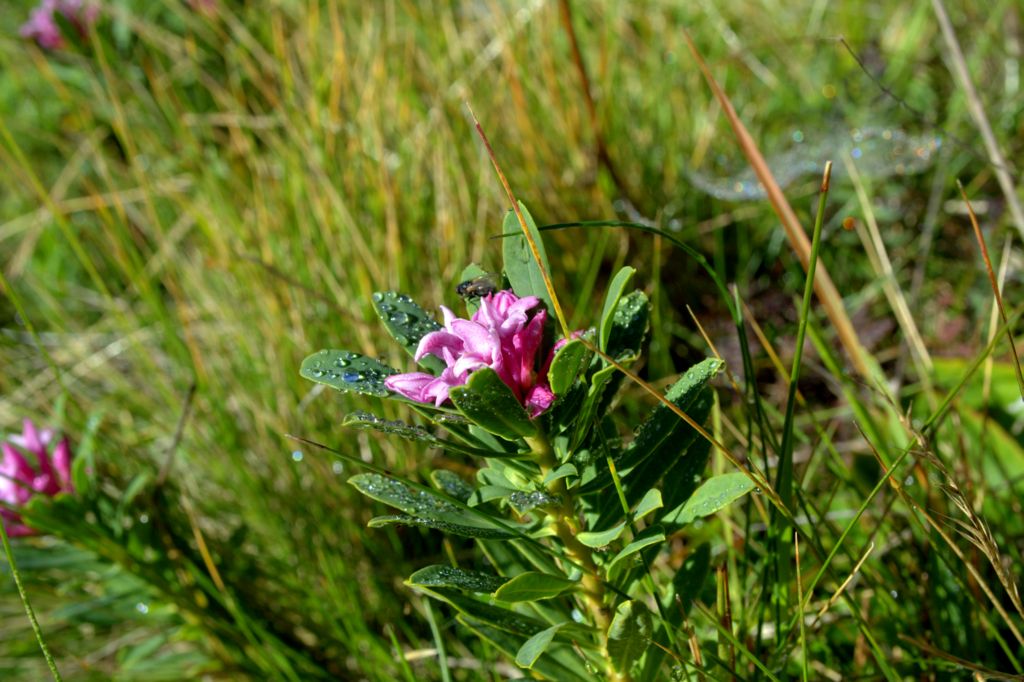 Daphne striata