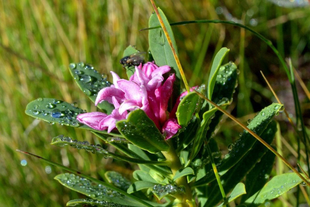 Daphne striata