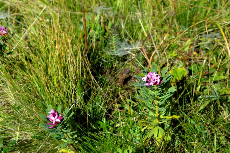 Daphne striata