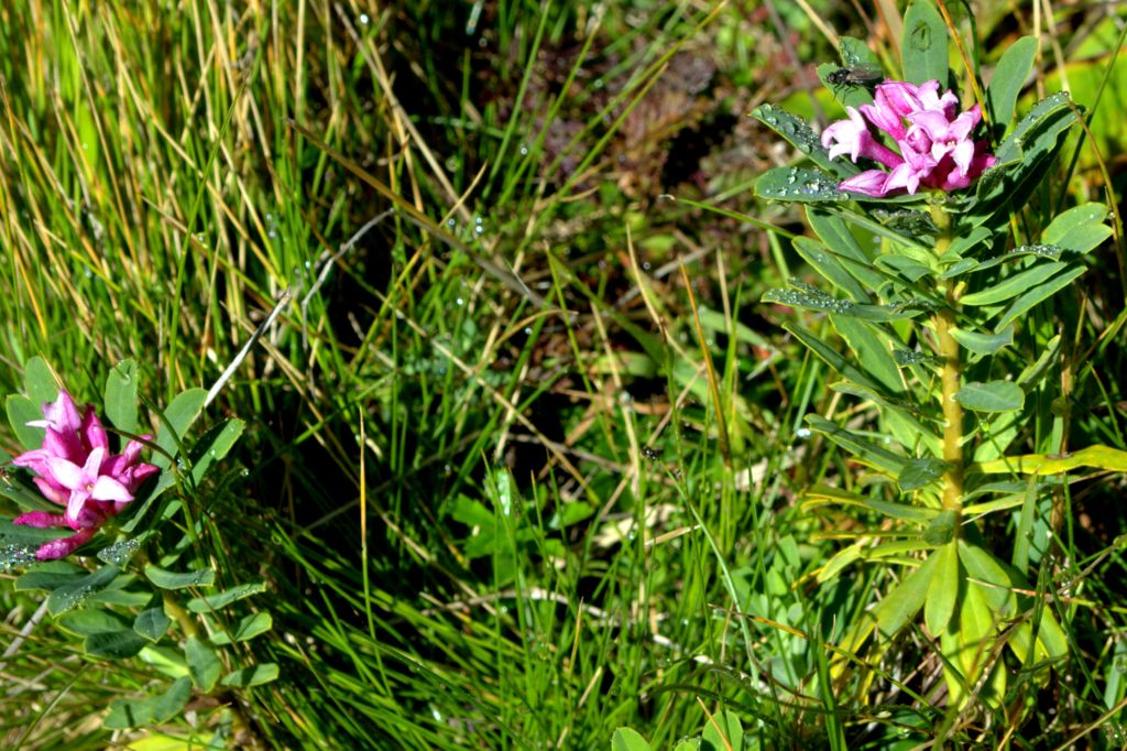Daphne striata