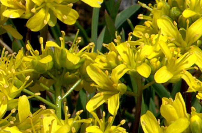 da determinare - Draba cfr. aizoides