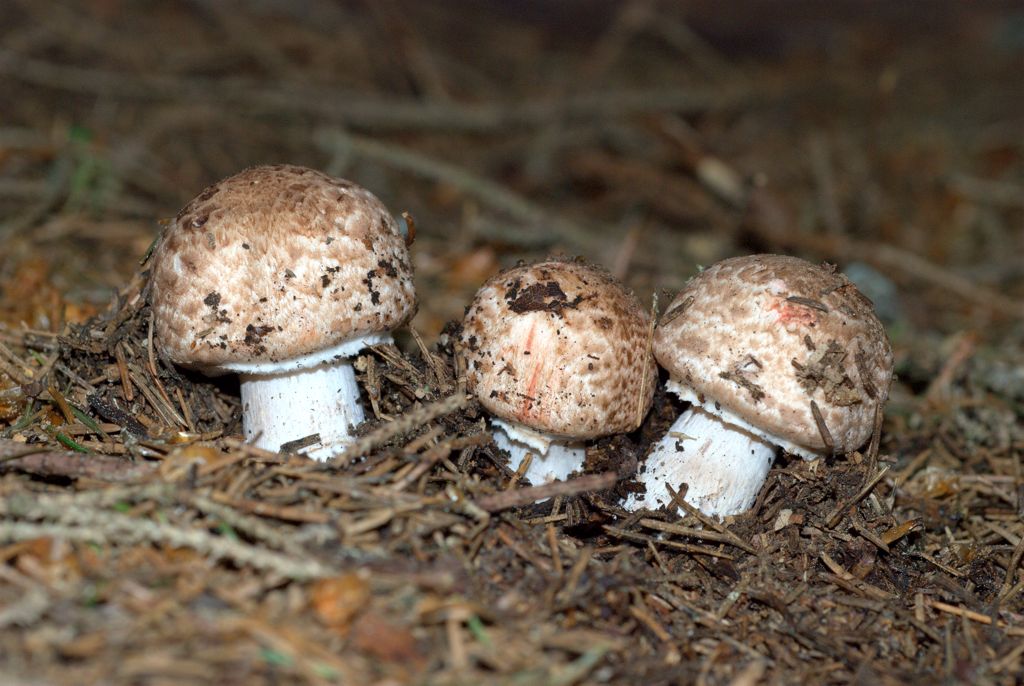 Amanita?