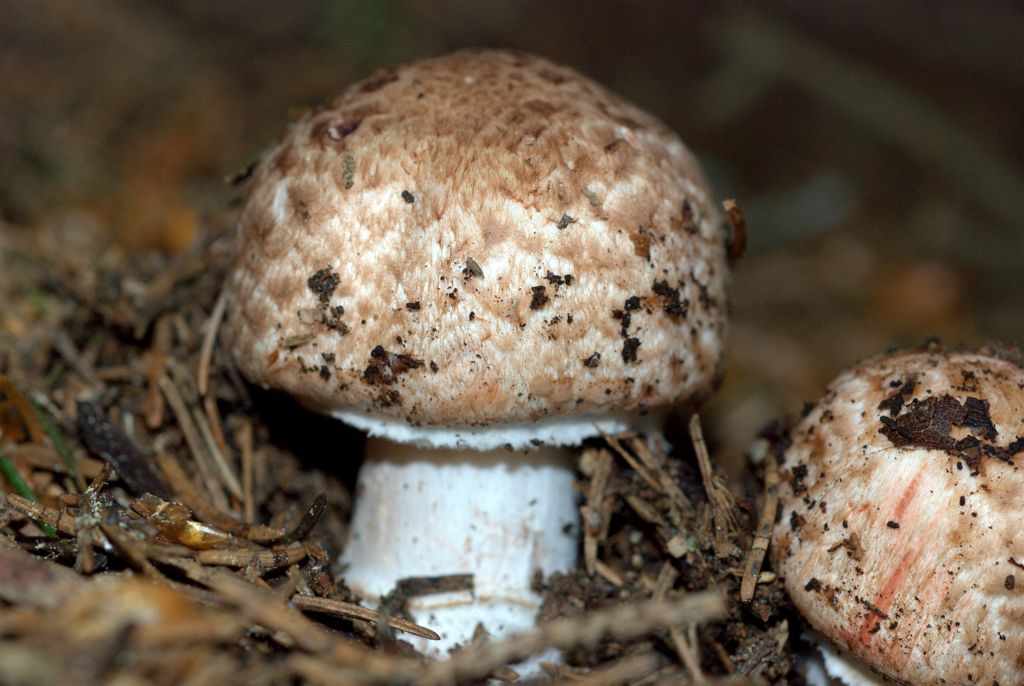 Amanita?