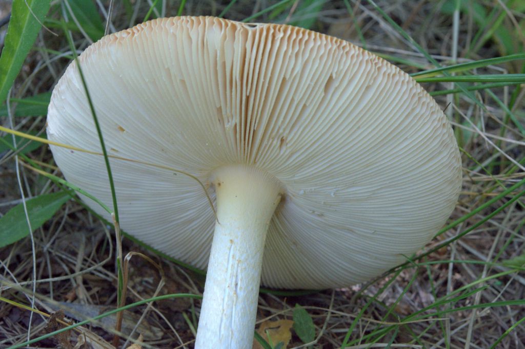 Amanita umbrinolutea?