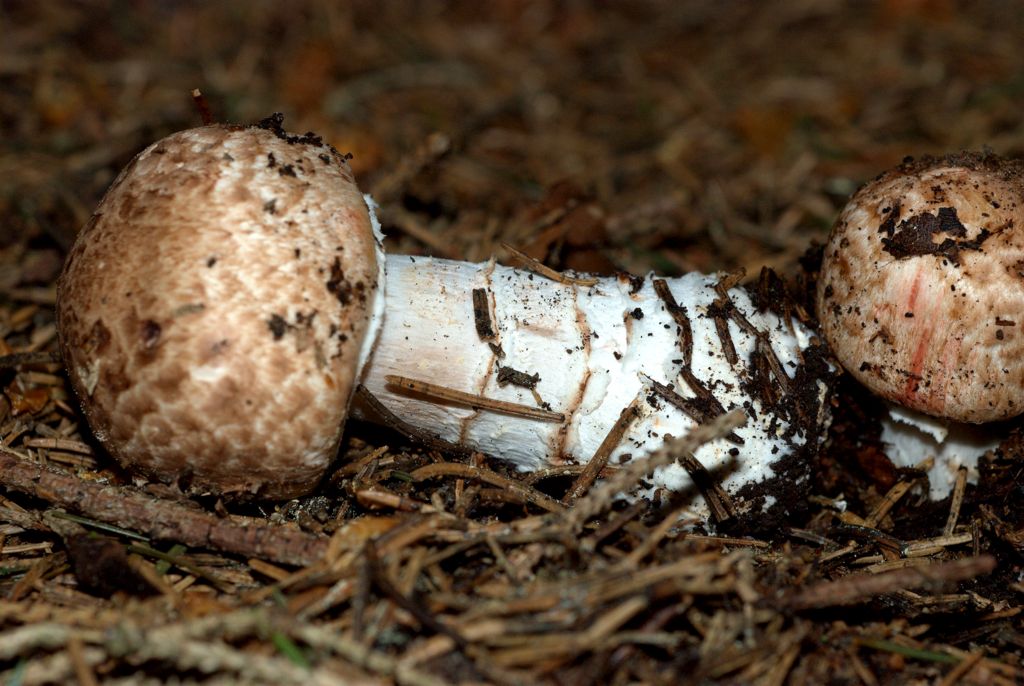 Amanita?