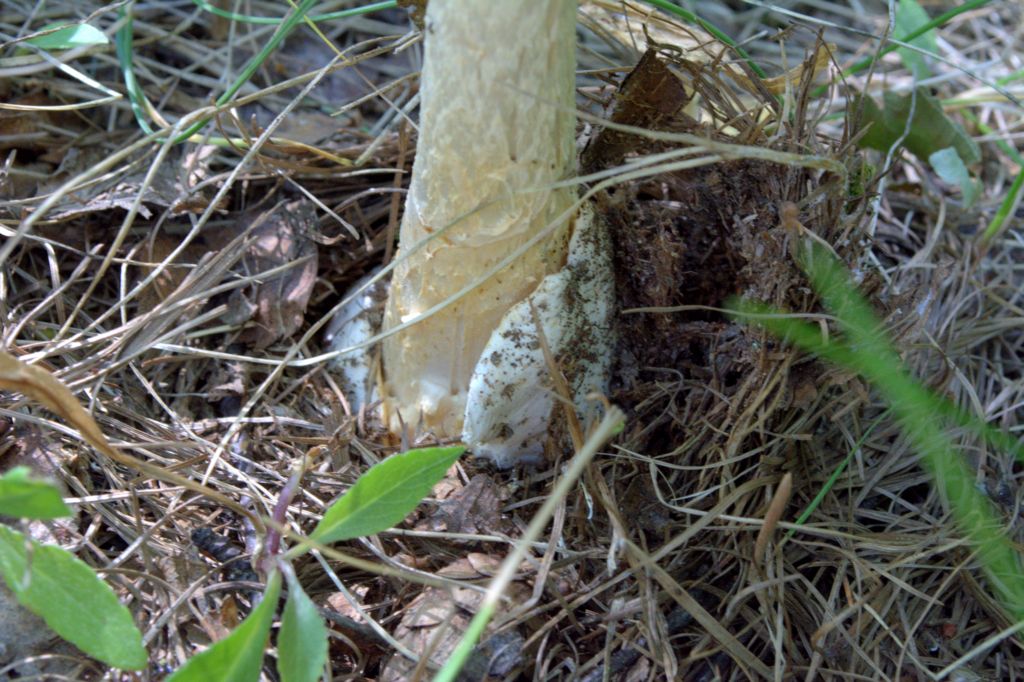 Amanita umbrinolutea?