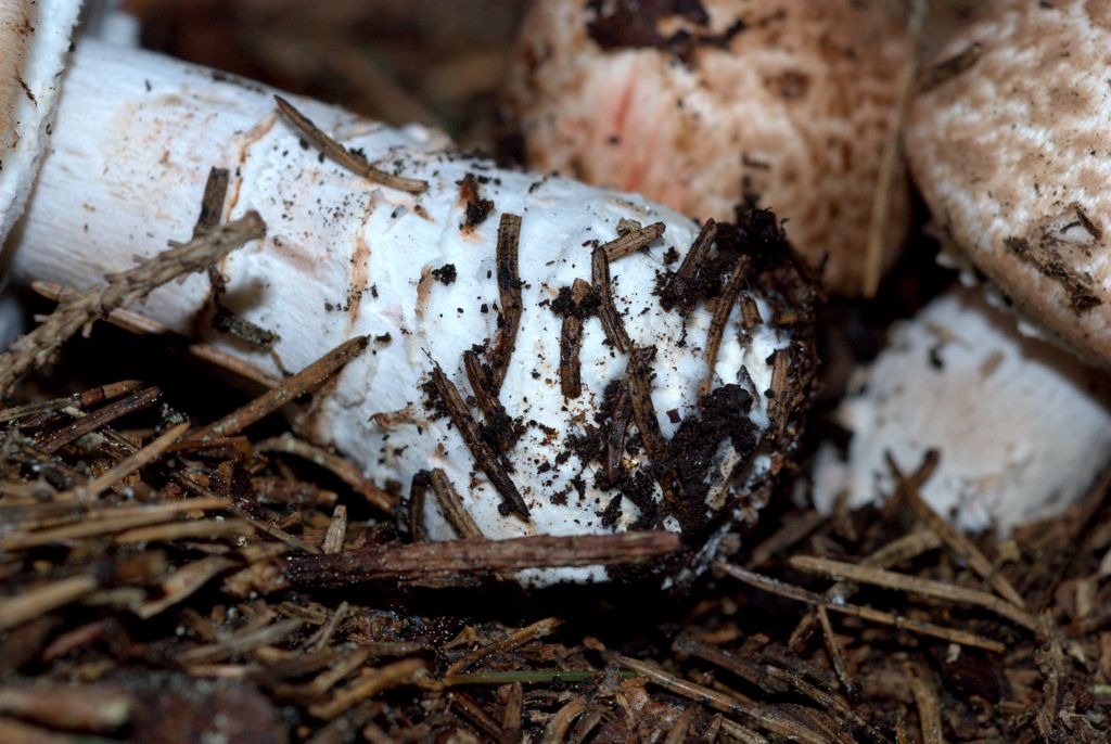 Amanita?