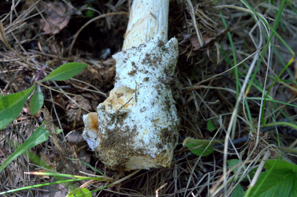 Amanita umbrinolutea?
