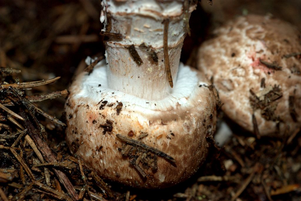 Amanita?