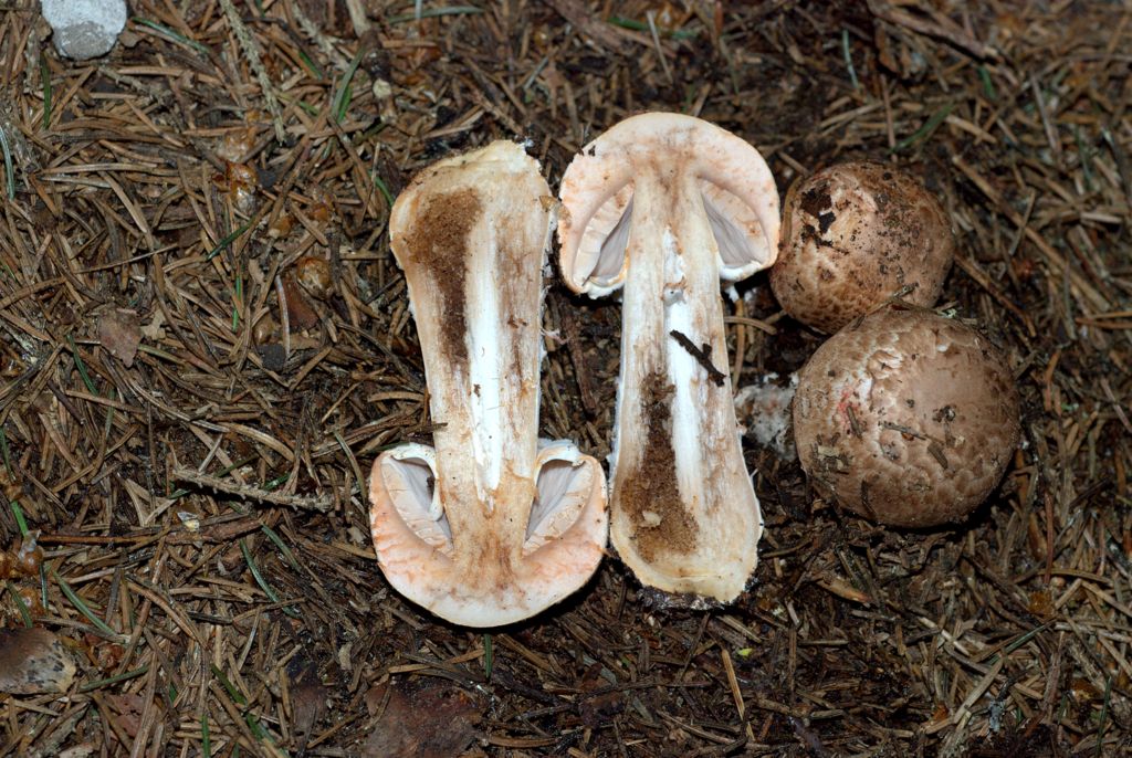 Amanita?