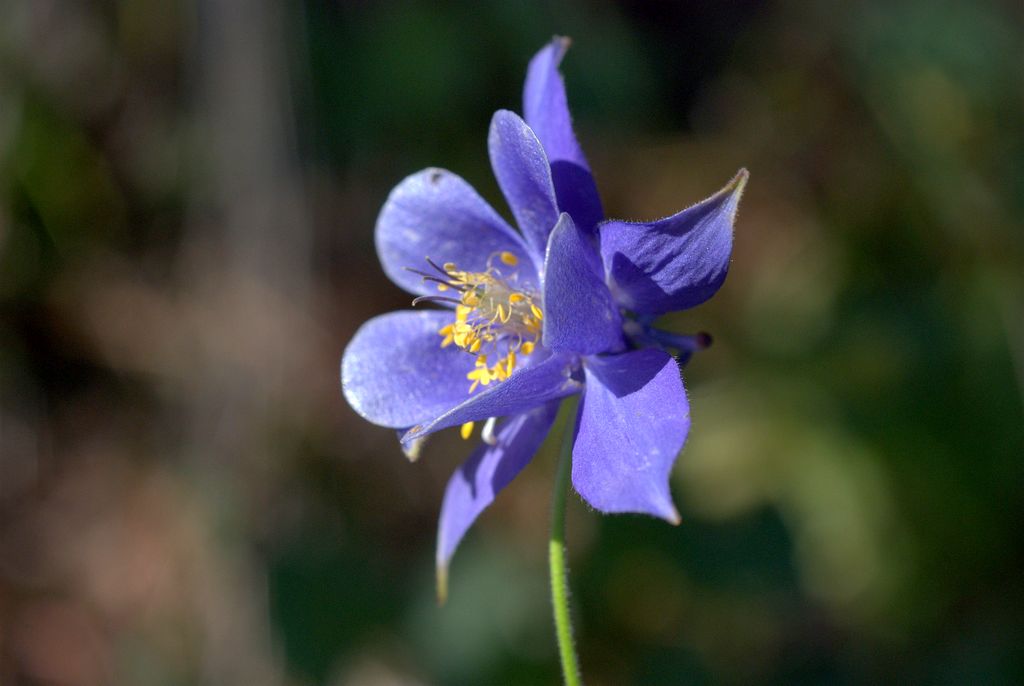 Aquilegia einseleana?