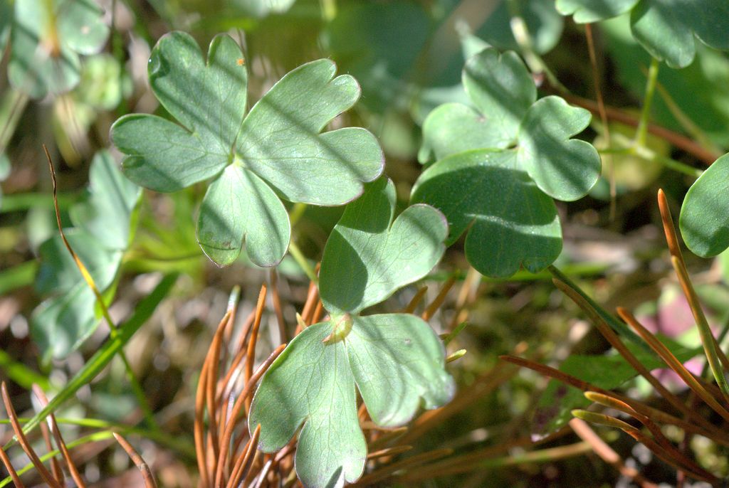 Aquilegia einseleana?