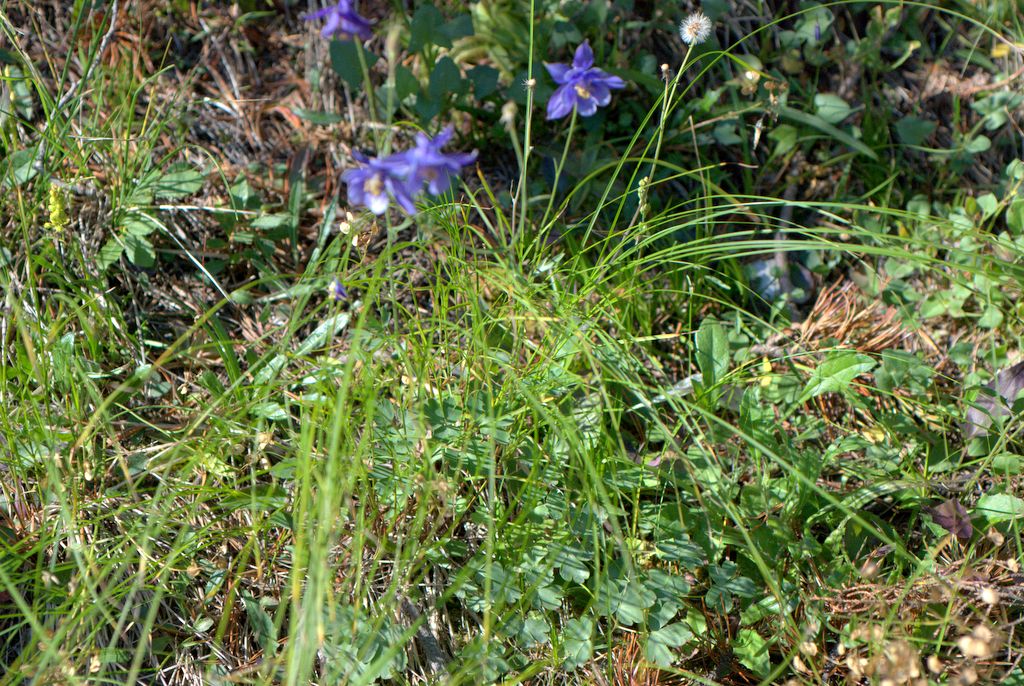 Aquilegia einseleana?