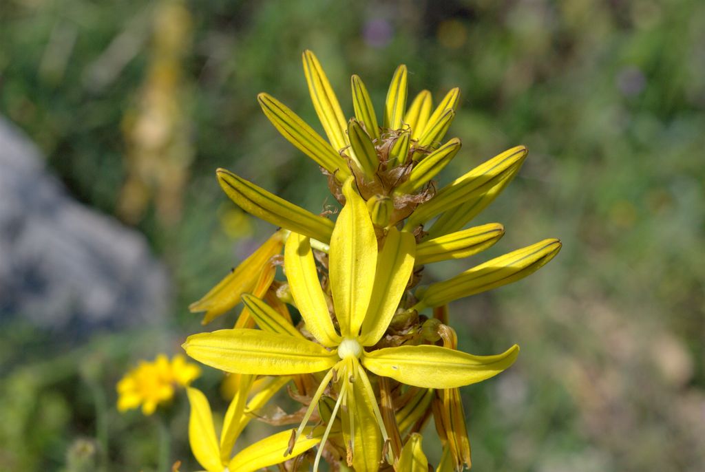 Asphodeline lutea