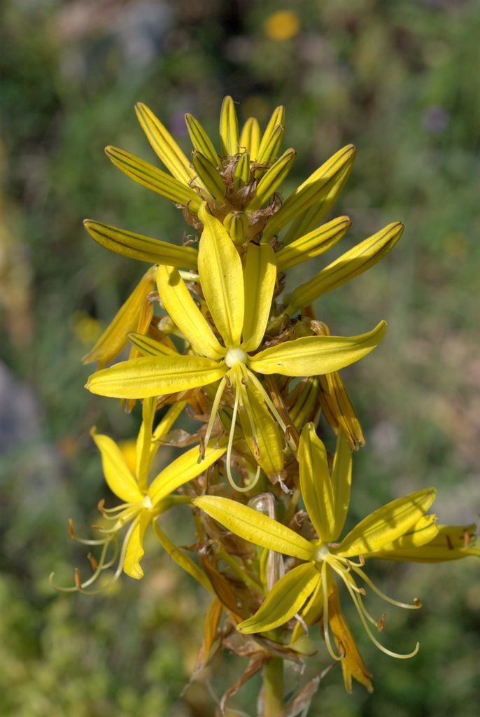 Asphodeline lutea