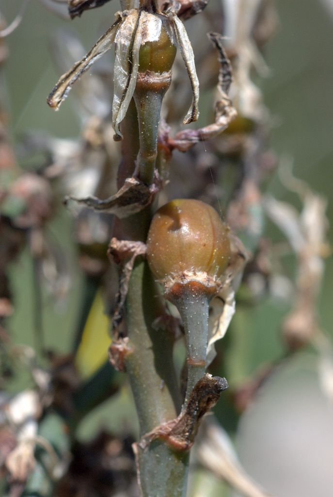 Asphodelus ramosus
