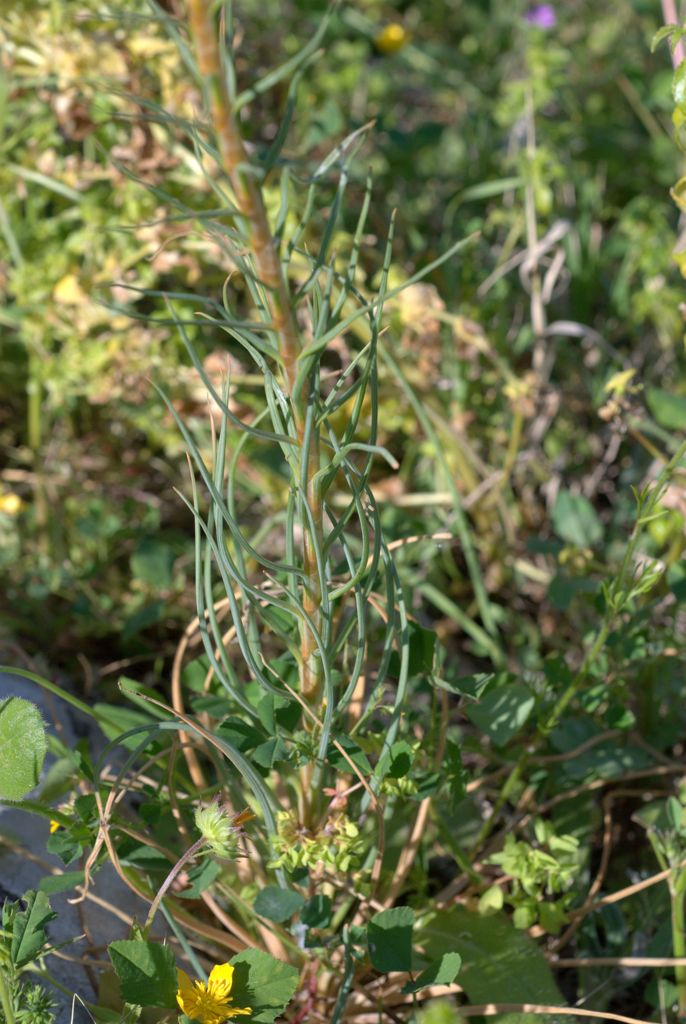 Asphodeline lutea