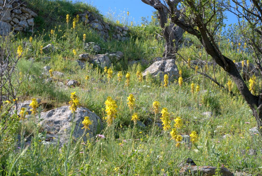 Asphodeline lutea