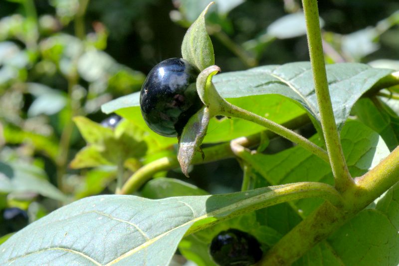 Atropa bella-donna / Belladonna