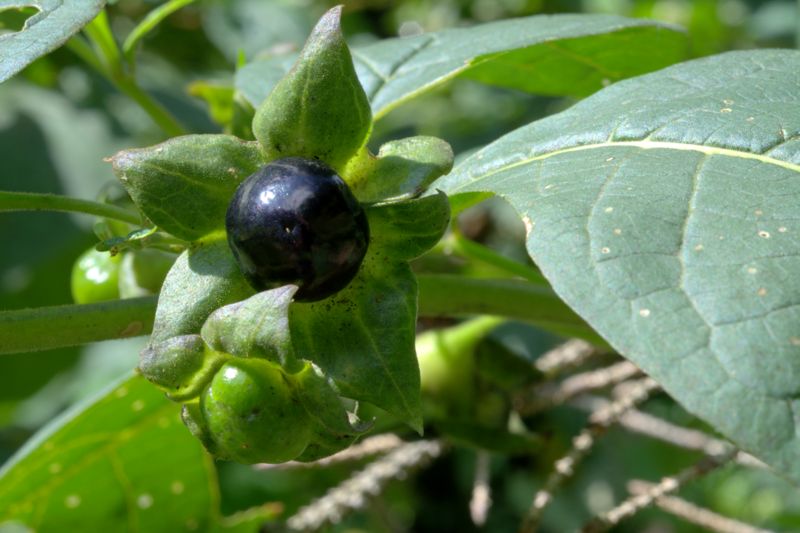 Atropa bella-donna / Belladonna