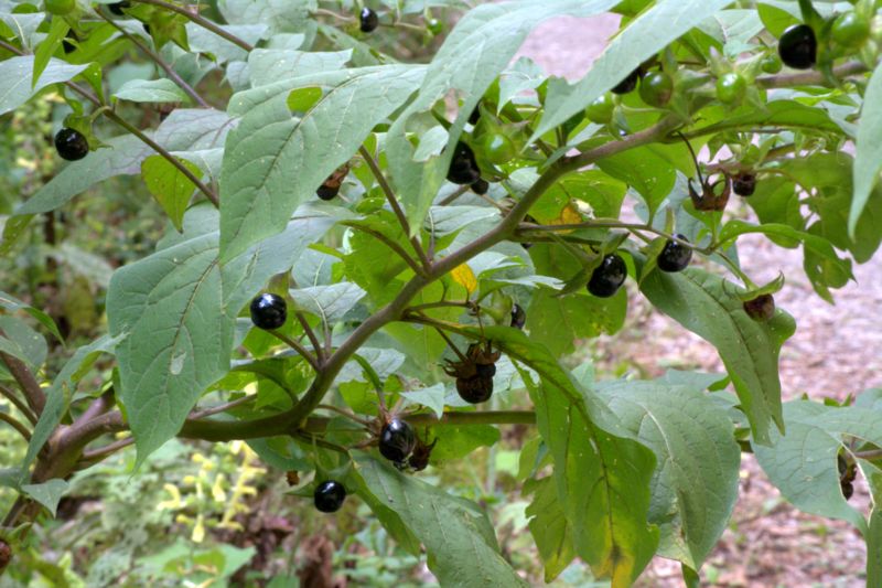 Atropa bella-donna / Belladonna