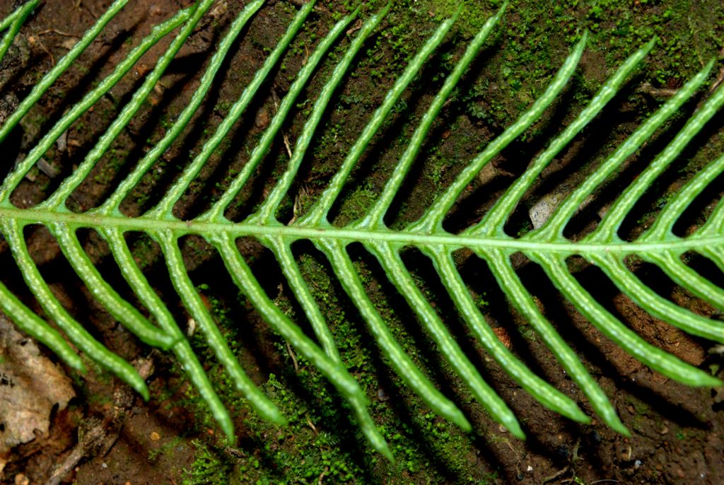 Struthiopteris spicant (= Blechnum spicant) / Lonchite minore
