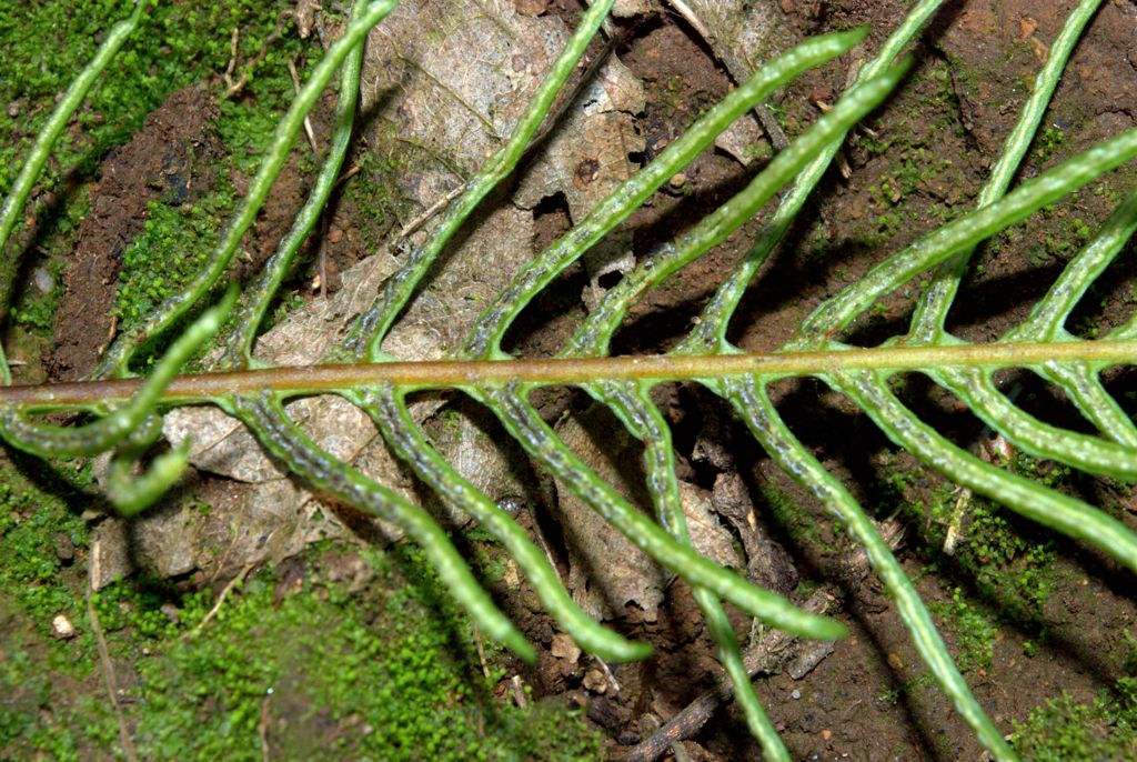 Struthiopteris spicant (= Blechnum spicant) / Lonchite minore