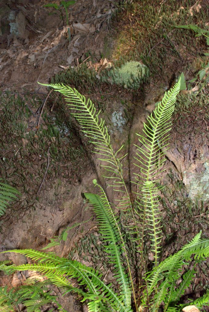 Struthiopteris spicant (= Blechnum spicant) / Lonchite minore