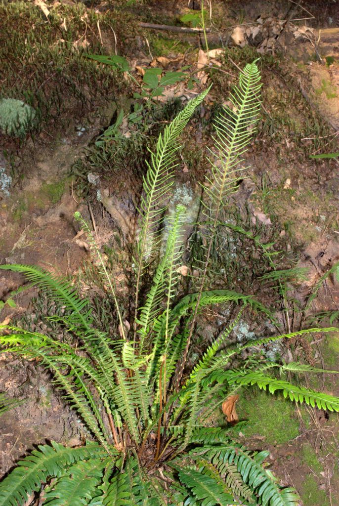 Struthiopteris spicant (= Blechnum spicant) / Lonchite minore