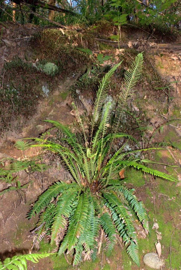 Struthiopteris spicant (= Blechnum spicant) / Lonchite minore