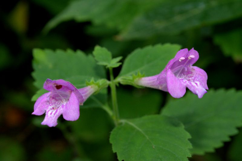 Clinopodium grandiflorum (= Calamintha grandiflora)  / Mentuccia a fiori grandi