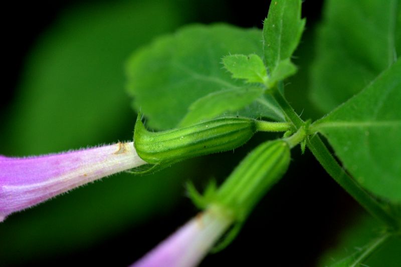 Clinopodium grandiflorum (= Calamintha grandiflora)  / Mentuccia a fiori grandi