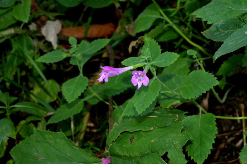 Clinopodium grandiflorum (= Calamintha grandiflora)  / Mentuccia a fiori grandi