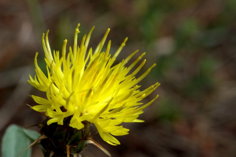 Centaurea sicula subsp. sicula / Fiordaliso siculo