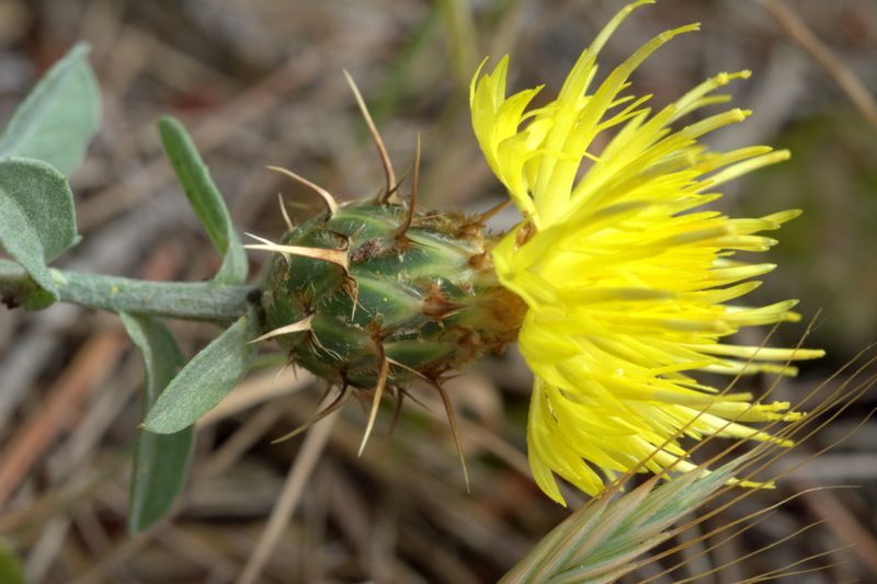Centaurea sicula subsp. sicula / Fiordaliso siculo