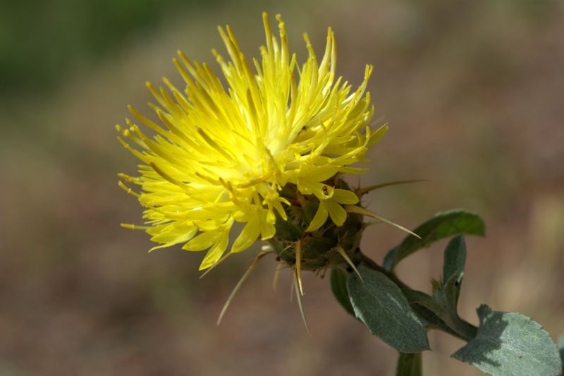 Centaurea sicula subsp. sicula / Fiordaliso siculo