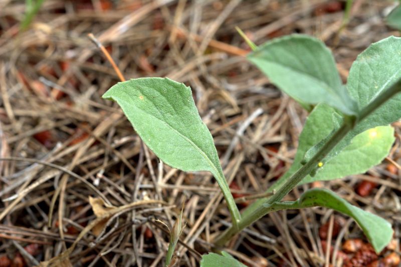 Centaurea sicula subsp. sicula / Fiordaliso siculo