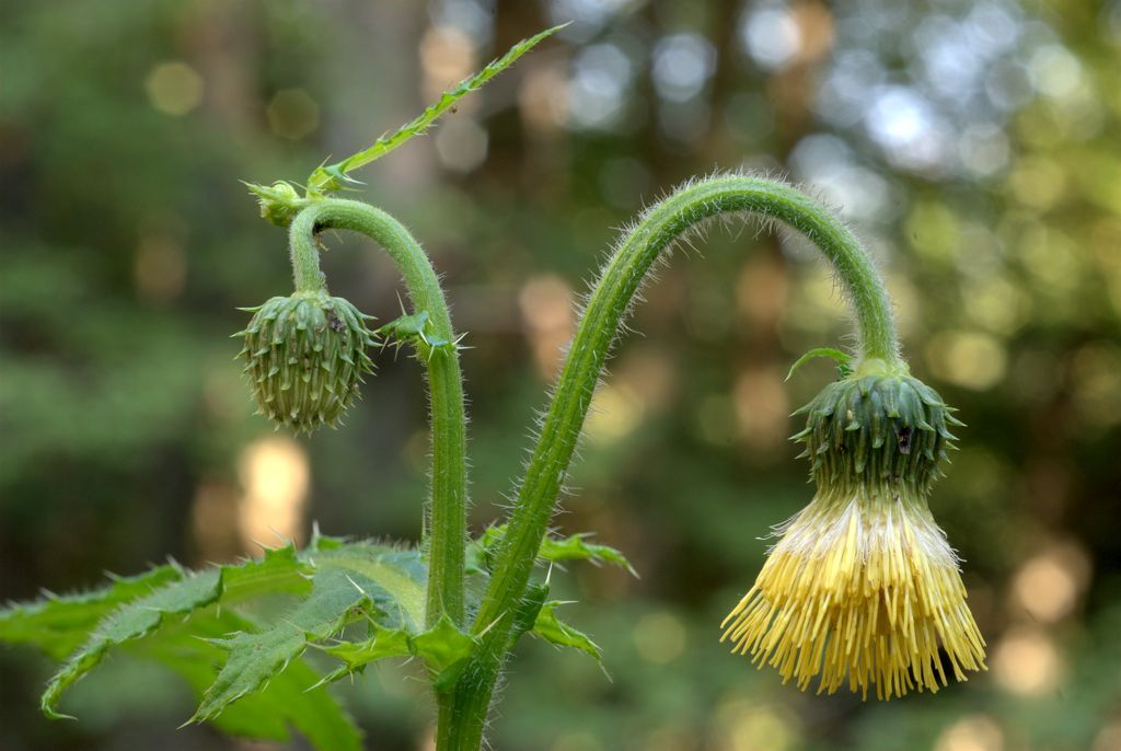 Cirsium erisithales / Cardo zampa d''Orso