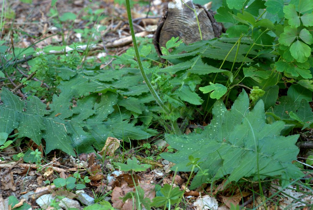 Cirsium erisithales / Cardo zampa d''Orso
