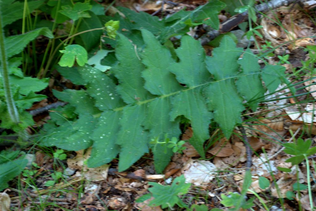 Cirsium erisithales / Cardo zampa d''Orso