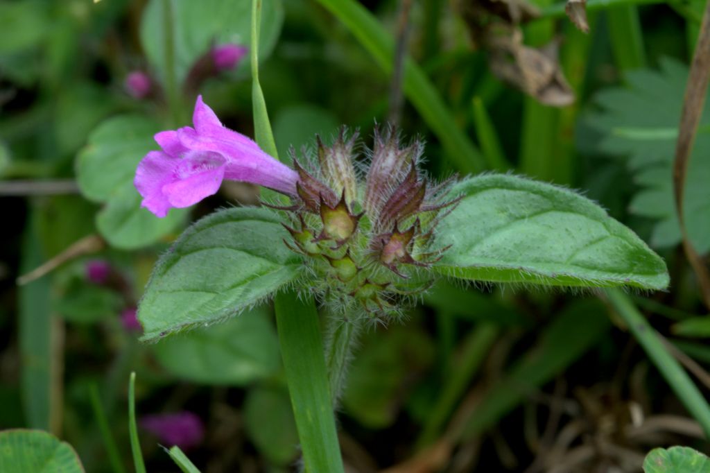 Clinopodium vulgare