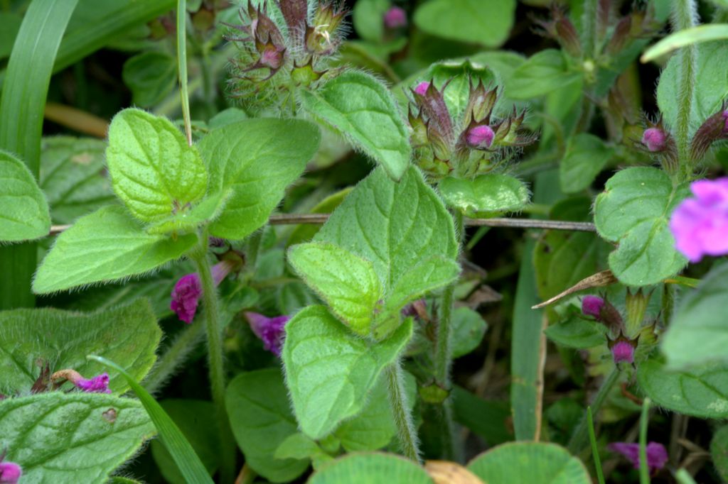 Clinopodium vulgare