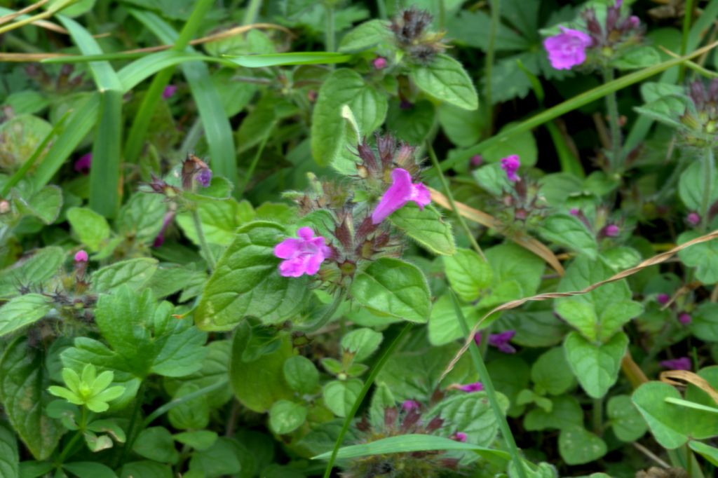 Clinopodium vulgare